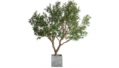 Olive Tree with Pot 2.5m