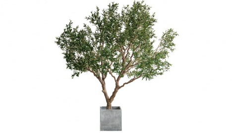 Olive Tree with Pot 2.5m