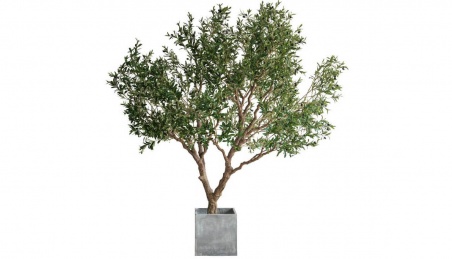 Olive Tree with Pot 2.5m