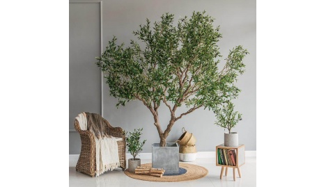 Olive Tree with Pot 2.5m