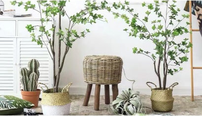 Pieris Japonica without Pot 2