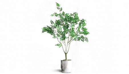 Boxtree without Pot