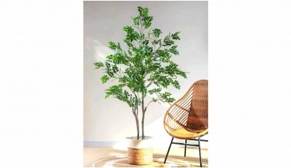 Boxtree without Pot 2